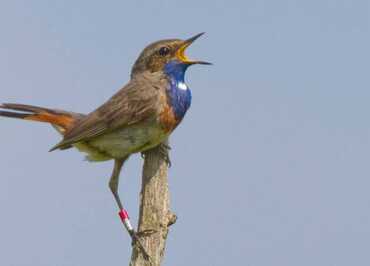 Terres d'Oiseaux