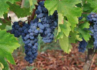 Le gîte Les Vignes de Michelet