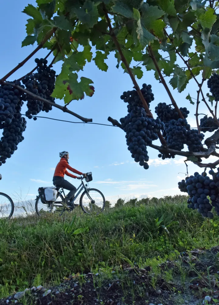 Chasselas Moissac