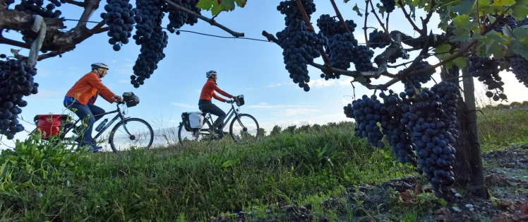 C'est les vendanges ! Dégustation et visite de caves au programme