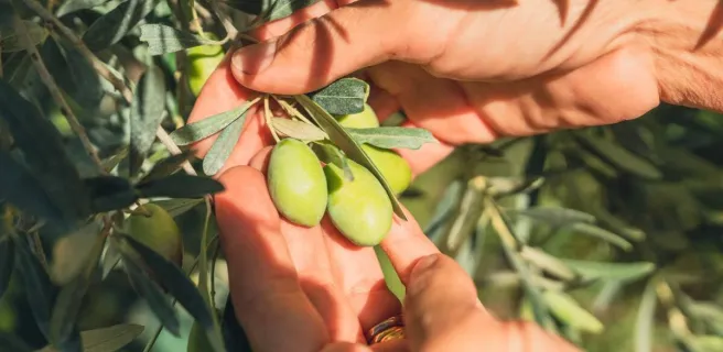 ©Baptiste Hamousin / Osez l'agriculture en Occitanie, CRA Occitanie