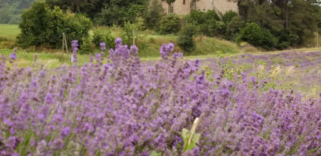 les Collines de Besplas