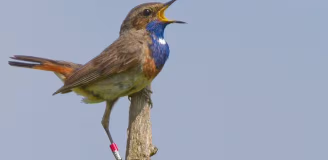 Terres d'Oiseaux