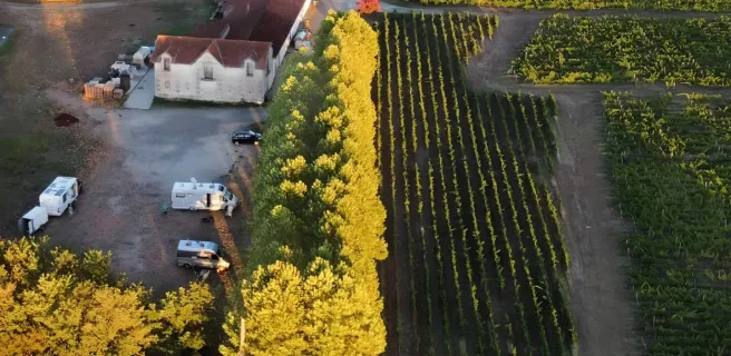 Vignoble Pestoury