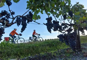 Chasselas Moissac