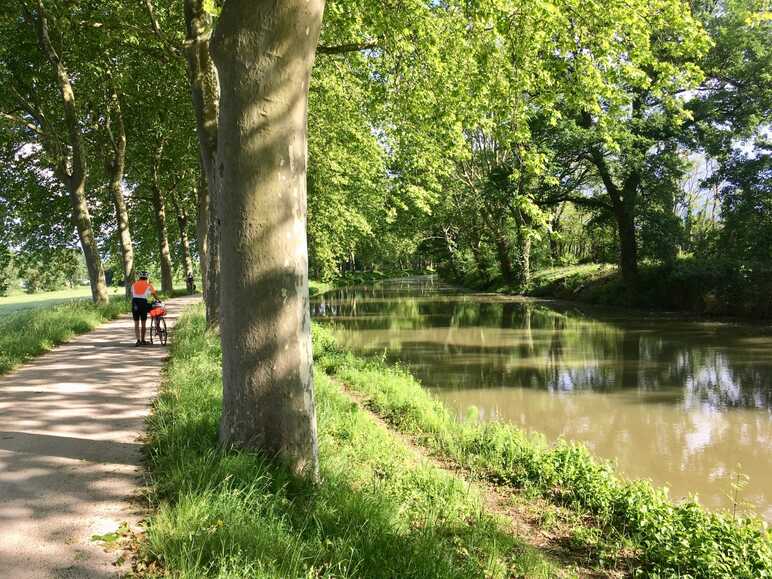 Sous les platanes du canal de Garonne