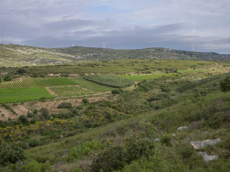 Pays de Thau – Destination Vignobles et Découvertes