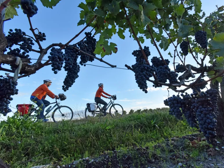 Randonnée vélo autour du vignoble du médoc