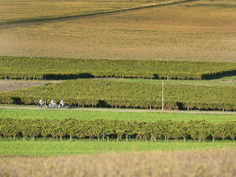 Vignes à vélo à Saint-Fort-sur-Gironde