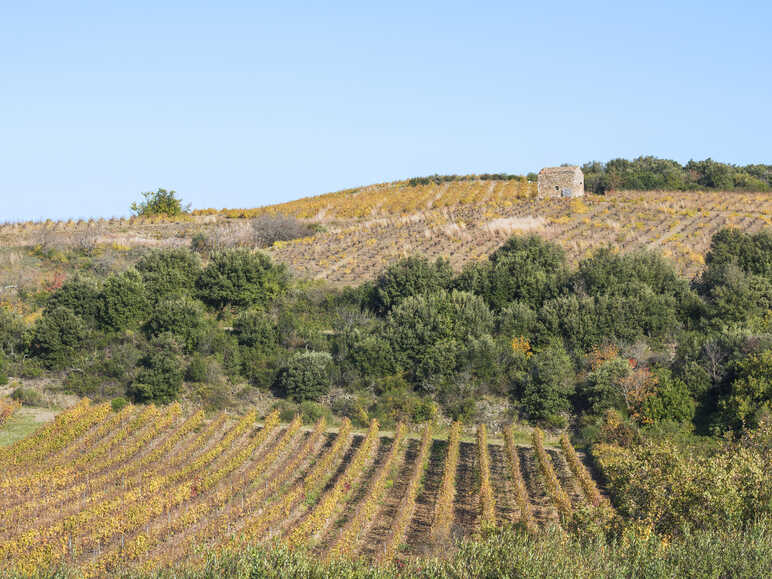 Vignobles à Faugères